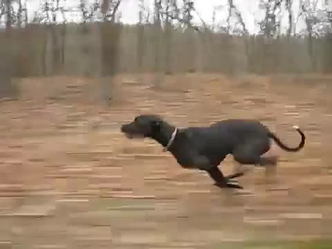 Slow motion doggy
