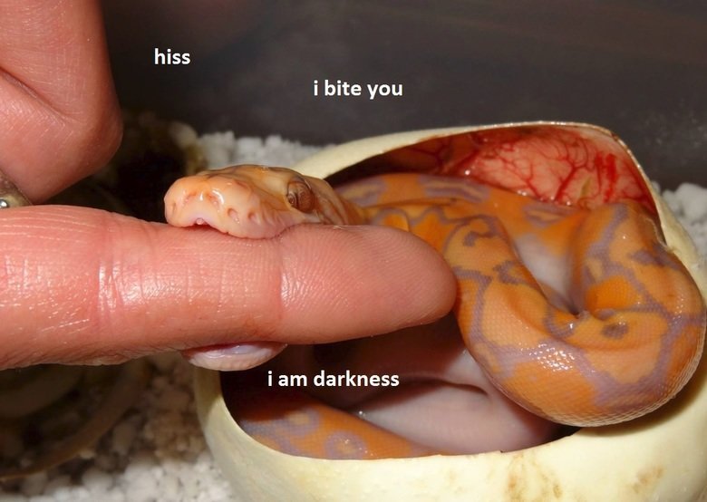 [Image: Baby+snek_d4cb30_5597339.jpg]
