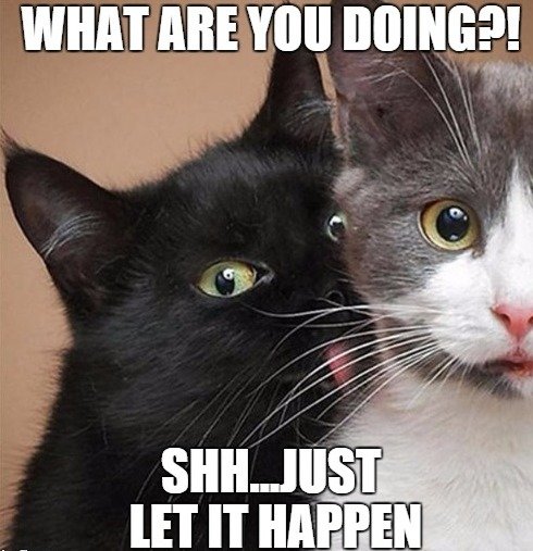 cat porn cat porn