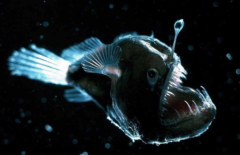 deep sea creatures pictures
