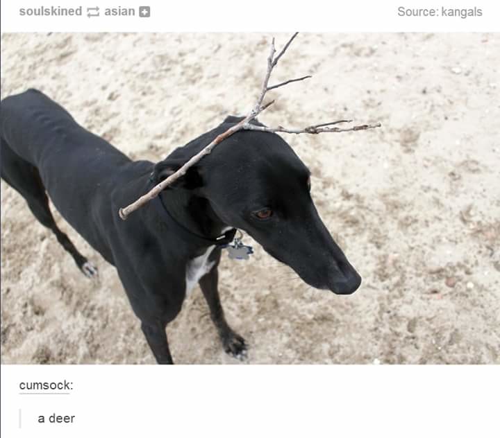Dog+a+deer+a+female+deer_729198_5973939.