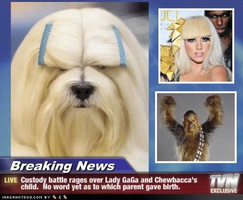 If+lady+gaga+and+chewbacca+had+a+child+y