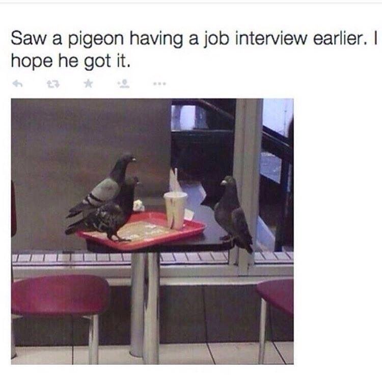 Pigeon+job+interview+shouldn+t+be+too+ha