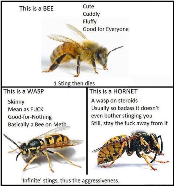 Satan's Animals: Know the difference diagram of hornet nest 