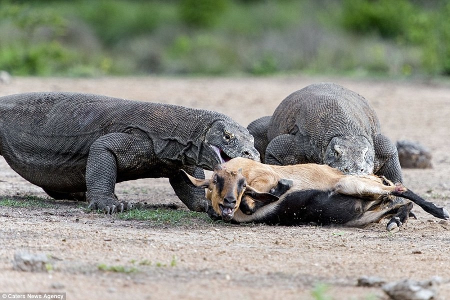 The Komodo Dragon