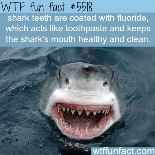 Fish facts