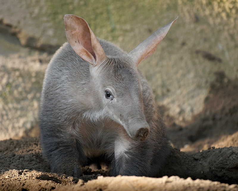 Aardvark comp