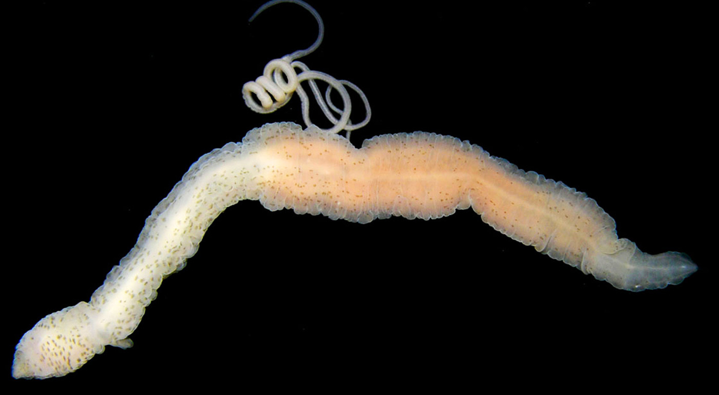 Лентовидный червь. Ленточные черви немертина. Морской ленточный червь немертин.