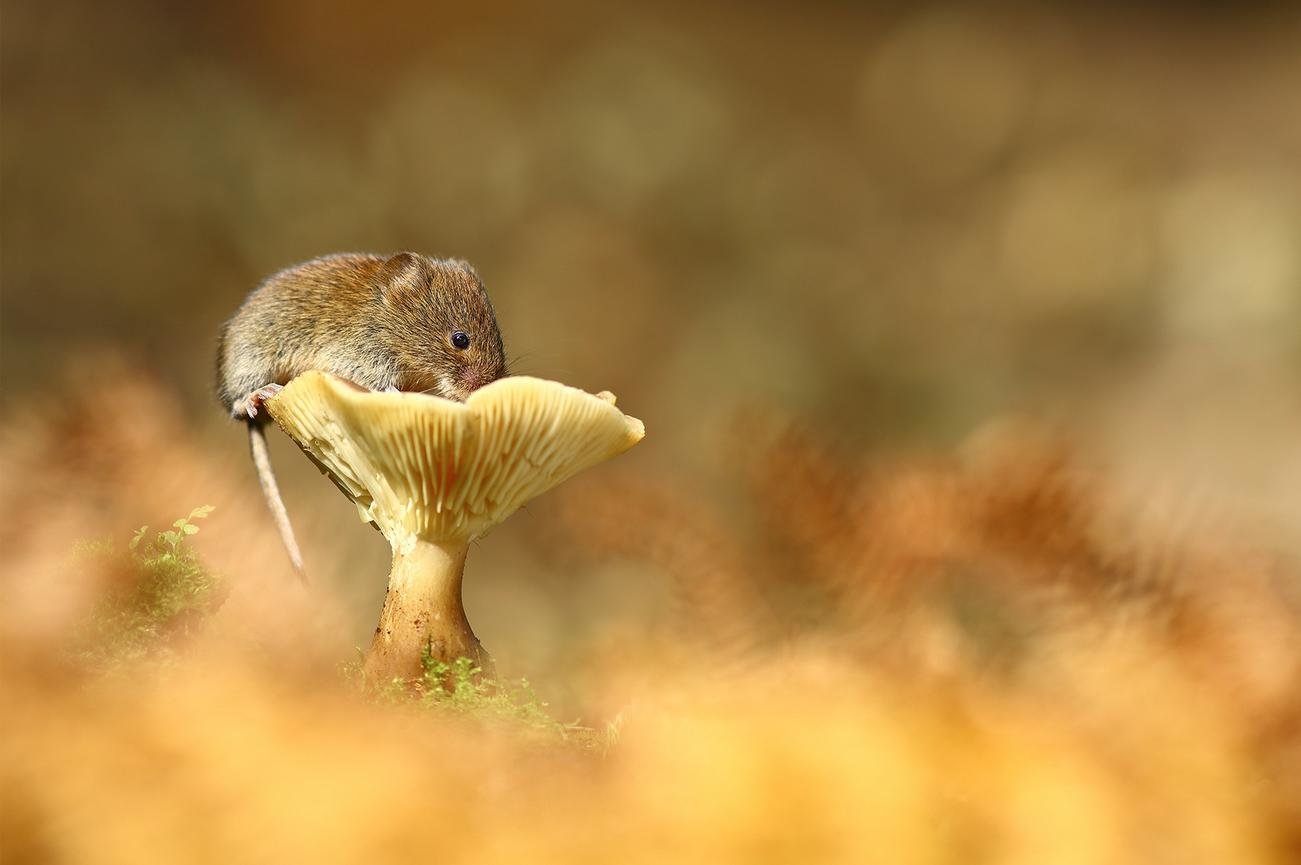 Мышь и гриб