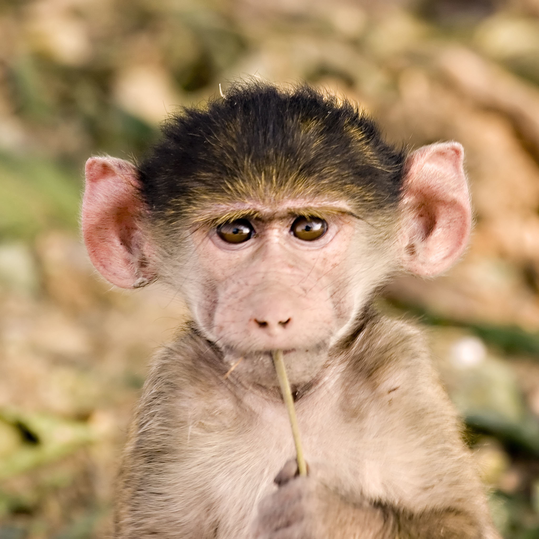 Улыбаться ушами. Смешные обезьяны. Ушастая обезьяна. Ушастая макака. Уши обезьяны.