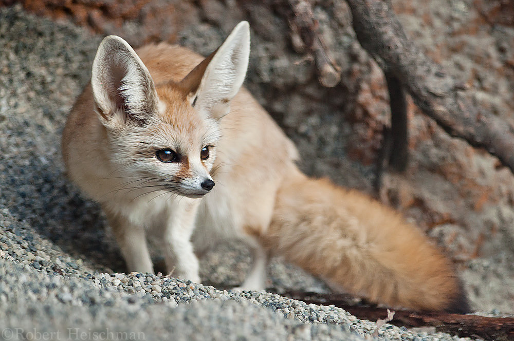 Fennec fox comp