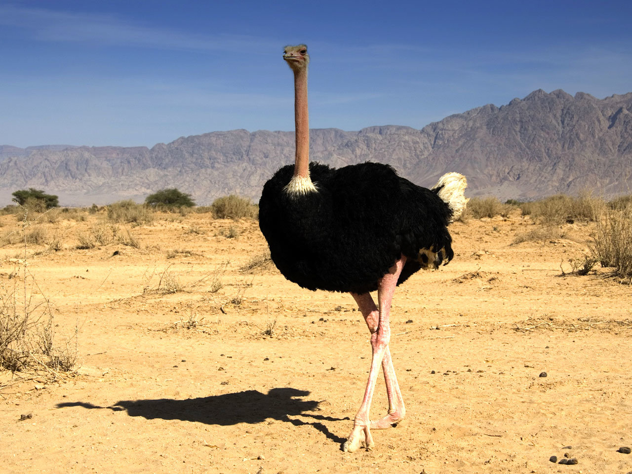 Ostrich comp.