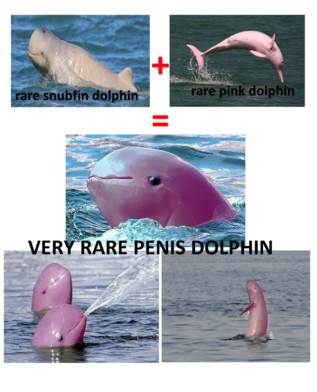 сколько длится оргазм у дельфинов фото 98