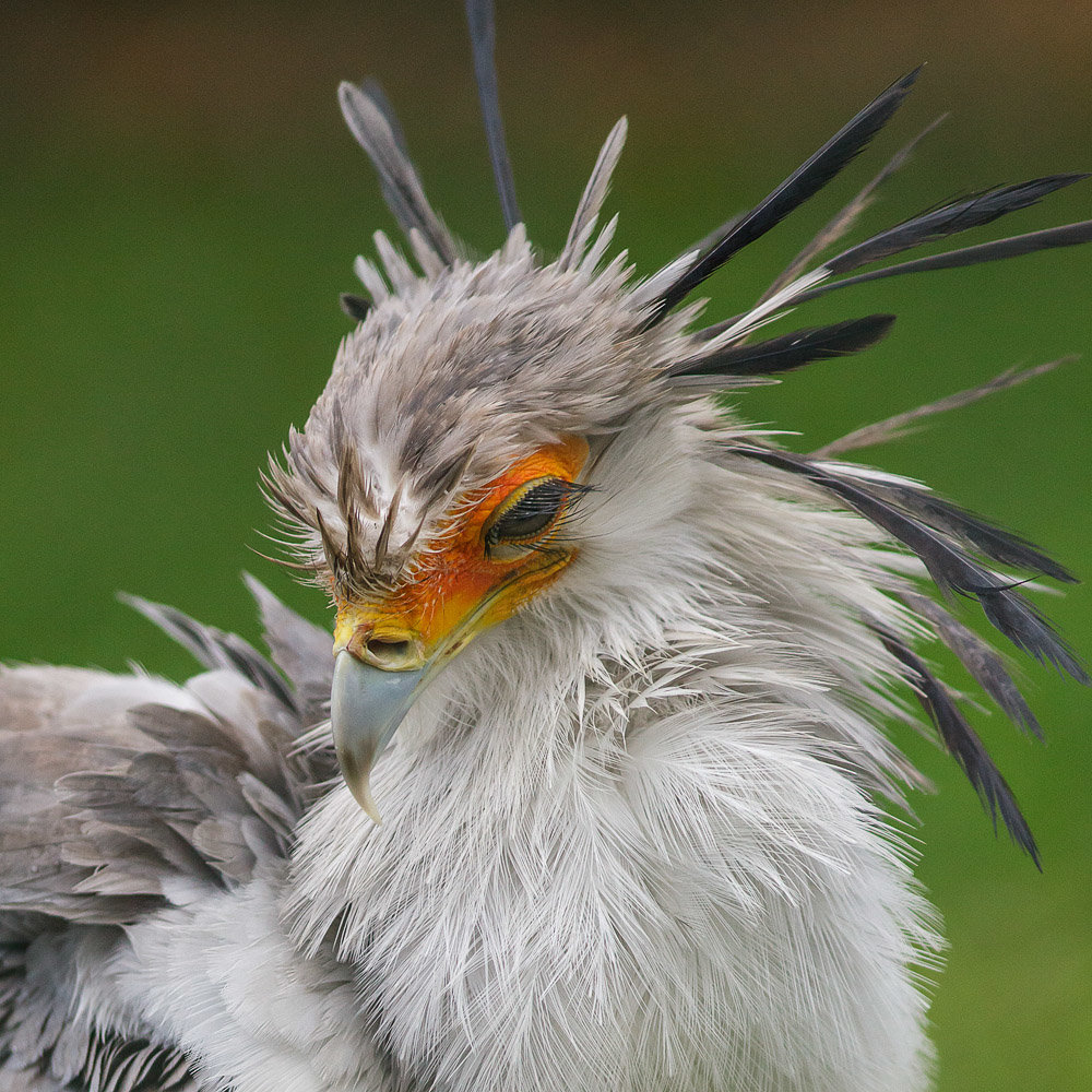 Secretary bird comp