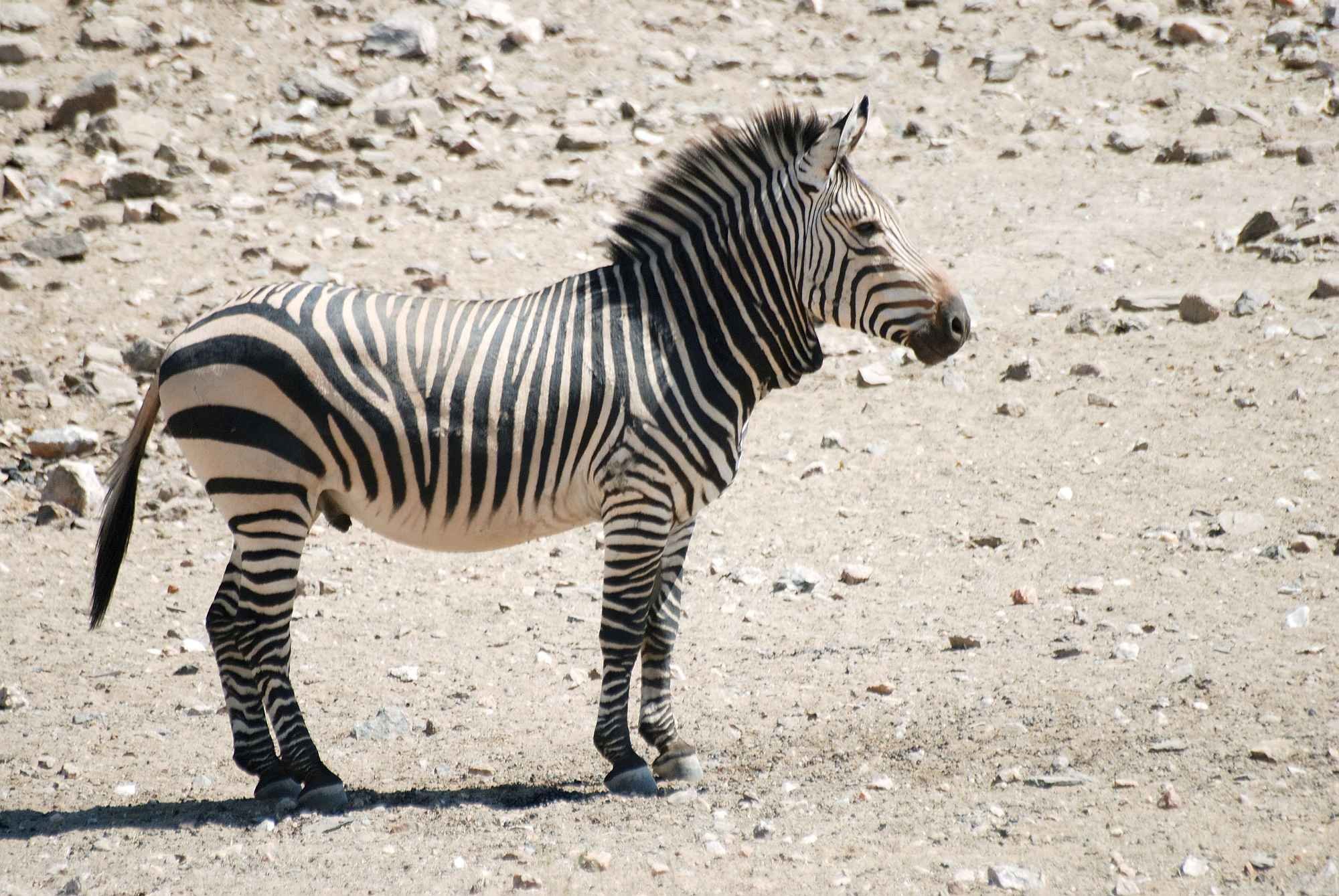 У какого животного нет хвоста. Горная Зебра Хартмана (Equus Zebra hartmannae). Горная Зебра (Equus Zebra). Животные без шеи. Хвост зебры.