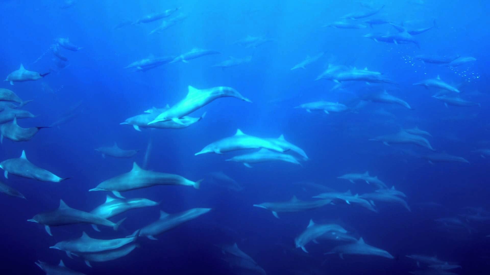 Песни дельфины уплывают в океан
