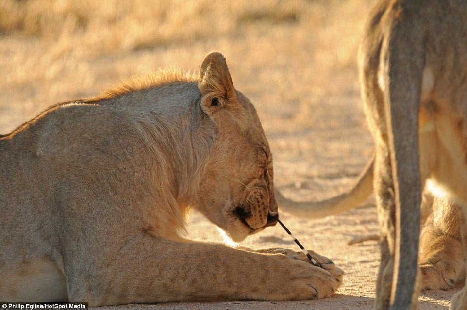 Lions vs. porcupines