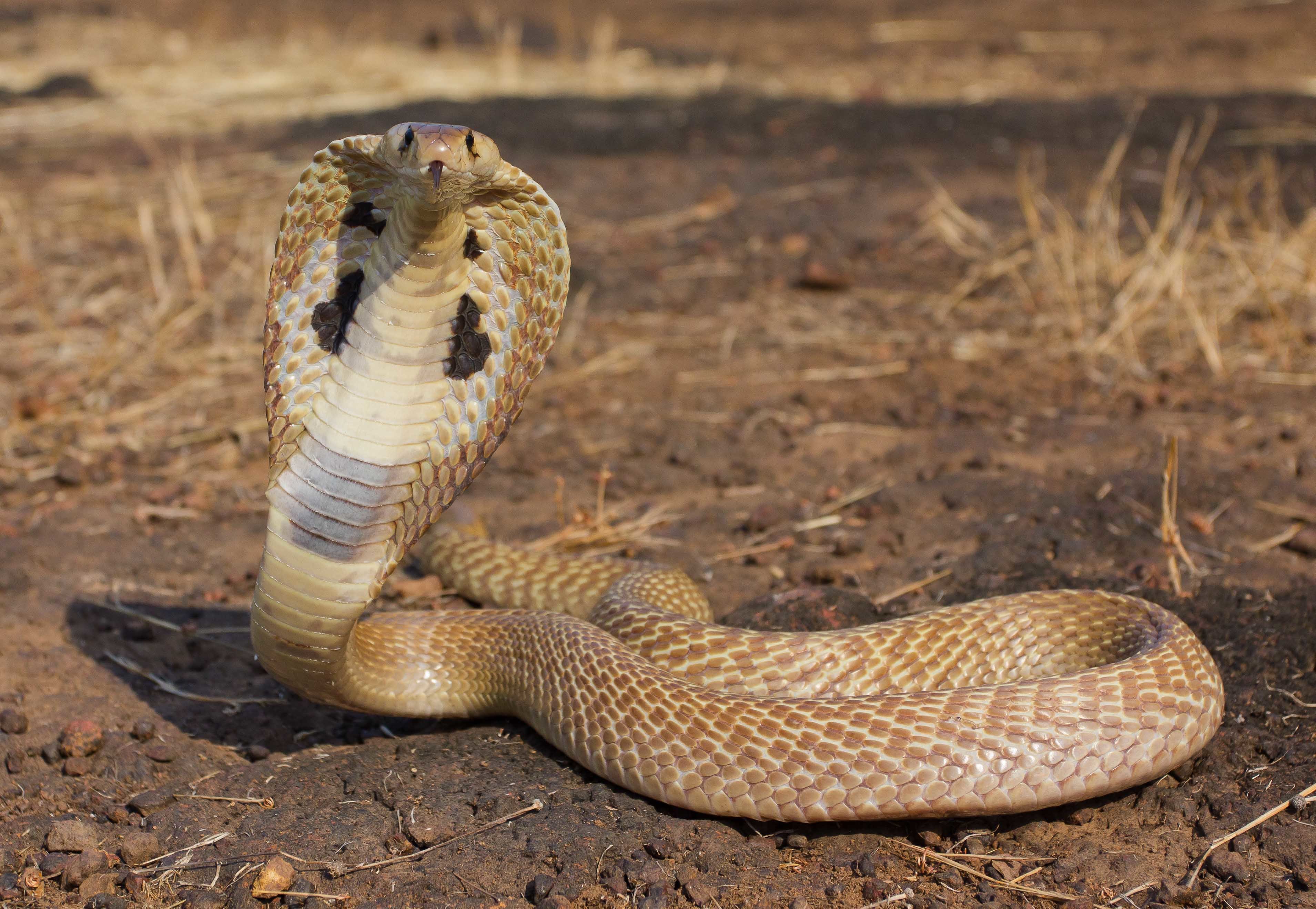 Cobra. Королевская Кобра. Ядовитая змея Королевская Кобра. Очковая Кобра Королевская. Змеи кобры Королевская.