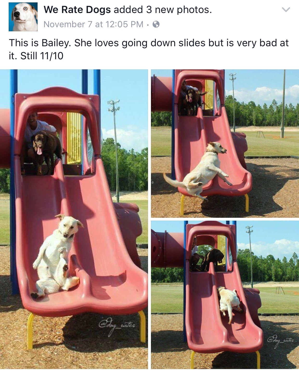 WeRateDogs on X: This is Bailey. She loves going down slides but