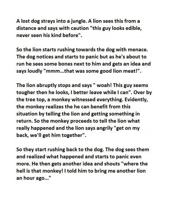 monkey and dog story