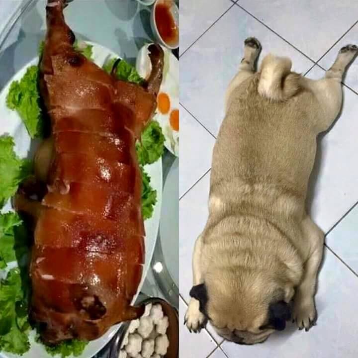 pug meat