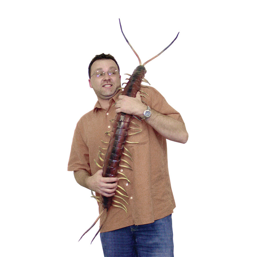Bugs 'n 101: Centipedes. 