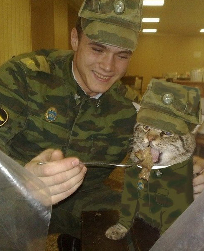  Cat  with a Russian military  costume