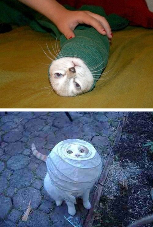 Cats stuck in things