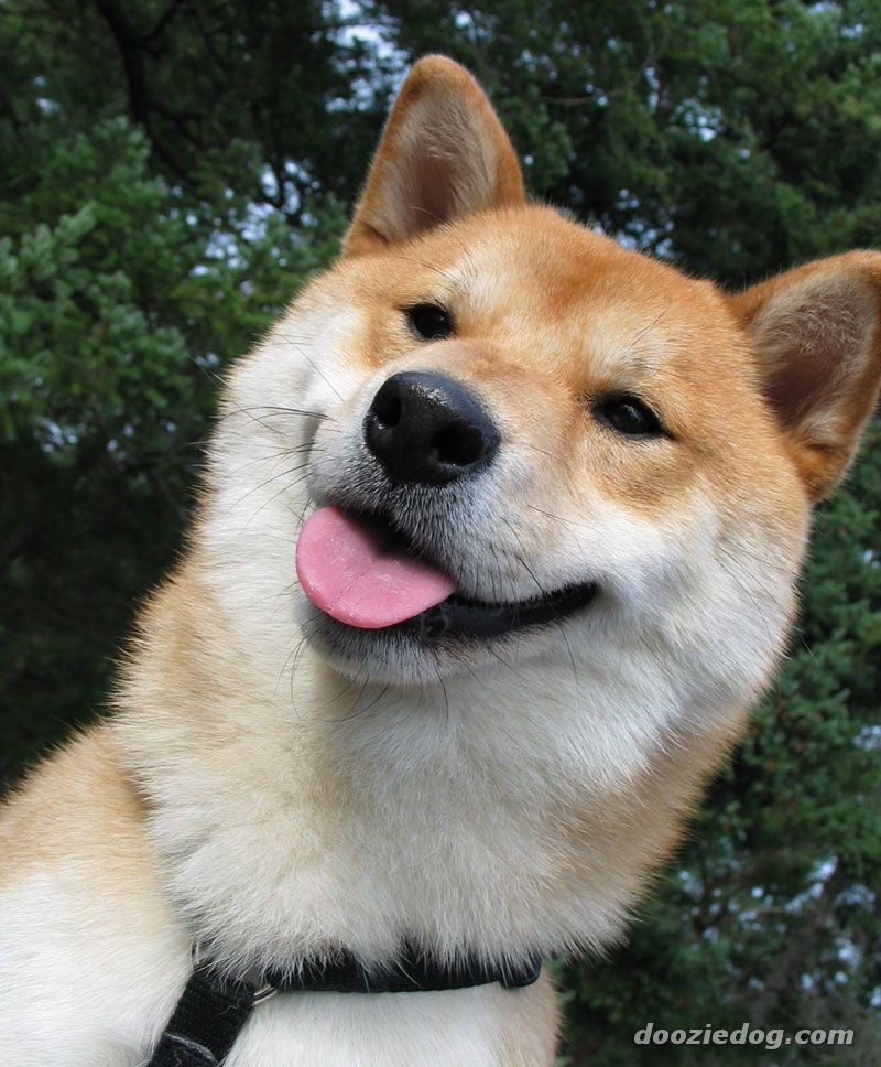 Download Cute shiba doggo comp (Pt 1?)