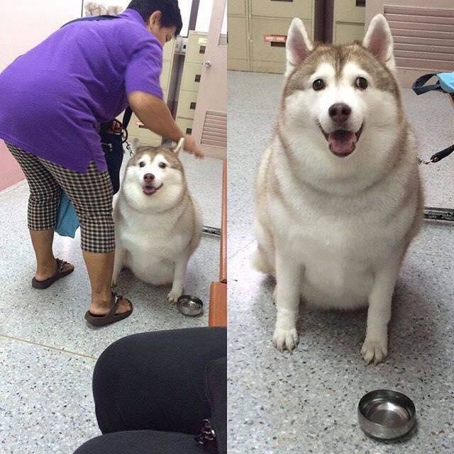 FAT DOG