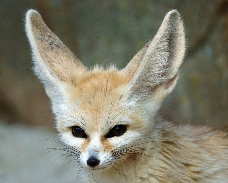 gund fennec fox