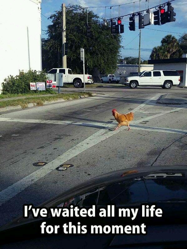 Funny Chicken Cross The Road Meme