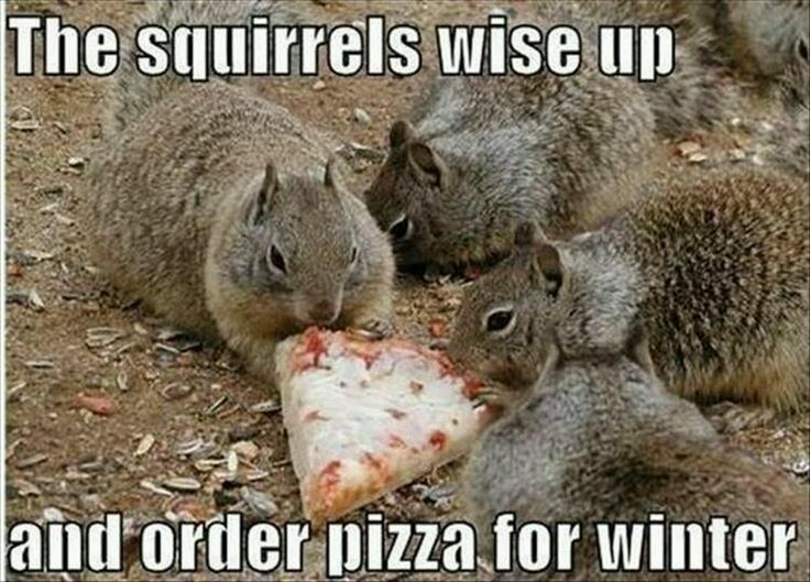 Funny Meme Squirrel Pizza
