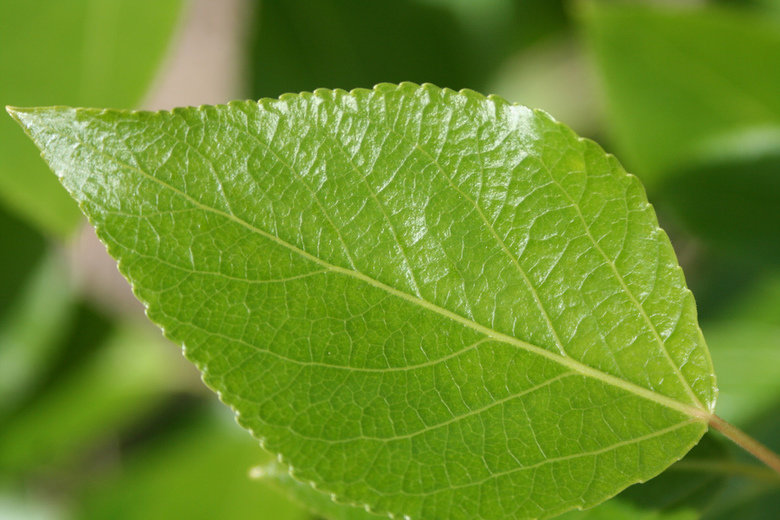 Три лист. Green things. Spring leaves of Steel.