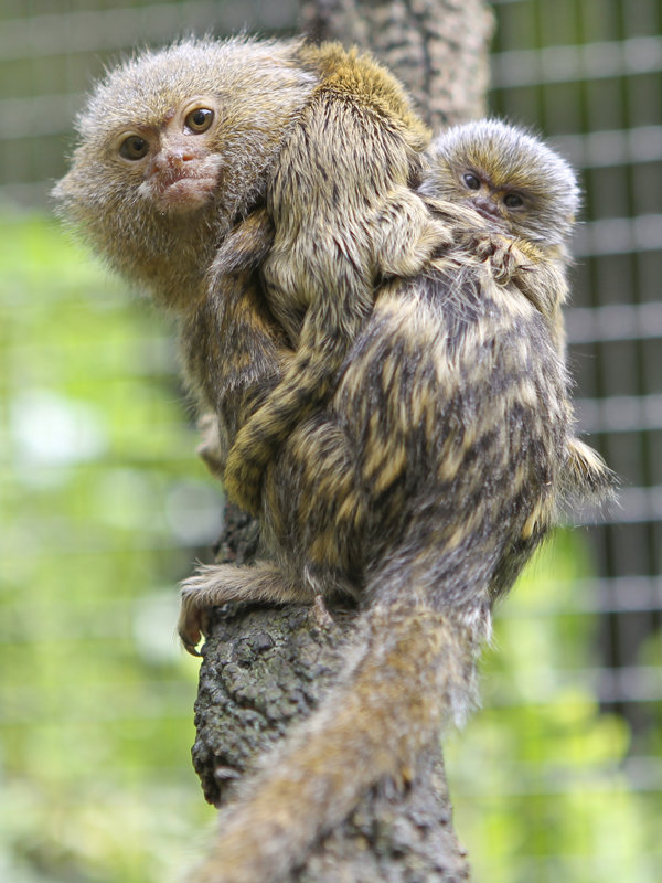 Самая маленькая обезьяна в мире фото