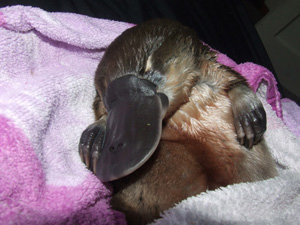 Platypus Sleeping