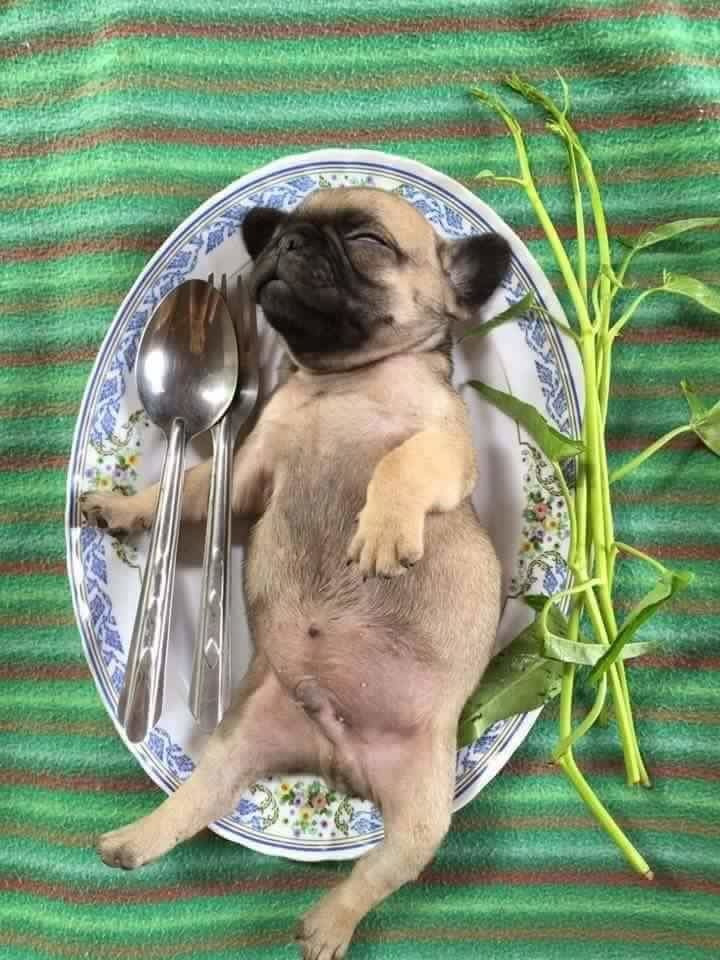 pug meat