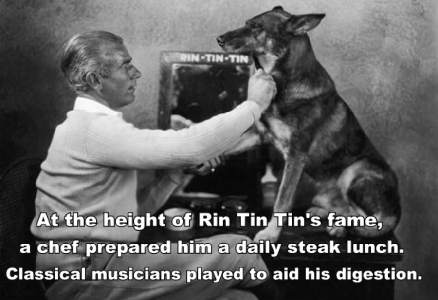 Image result for Rin Tin Tin gif