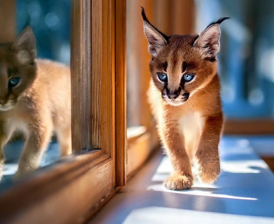 Самые редкие котята в мире фото
