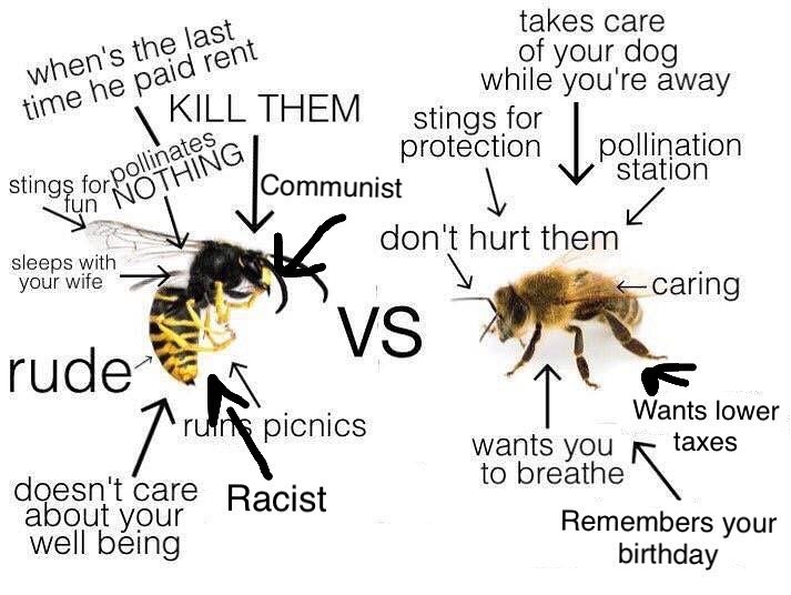 Image result for wasps cunt with wings