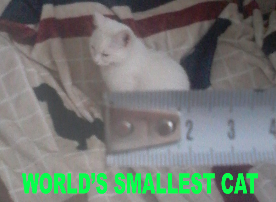 World S Smallest Cat